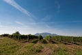 Vineyard near small village, blue sky, agriculture and wine Royalty Free Stock Photo