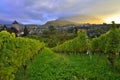 Vineyard near Spiez Castle and Niesen peak Royalty Free Stock Photo