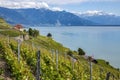 Vineyard near St Saphorin - Lake Geneva - Switzerland