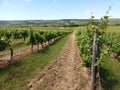 Vineyard near Wincheringen on premium hiking-trail Moselsteig Royalty Free Stock Photo