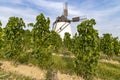 Vineyard near Windmill Retz, Lower Austria, Austria Royalty Free Stock Photo