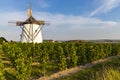 Vineyard near Windmill Retz, Lower Austria, Austria Royalty Free Stock Photo