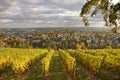 Vineyard at Neroberg hill