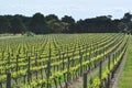 Vineyard in new season Royalty Free Stock Photo