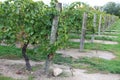 Vineyard in Niagara-on-the-lake, Ontario, Canada Royalty Free Stock Photo