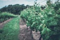 A vineyard in Niagara-on-the-lake in summer Royalty Free Stock Photo