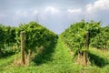 Vineyard in Niagara on the Lake Royalty Free Stock Photo