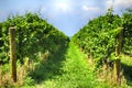 Vineyard in Niagara on the Lake Royalty Free Stock Photo