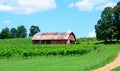 Vineyard in north Georgia, USA Royalty Free Stock Photo