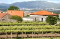 Vineyard in the north west of Spain Royalty Free Stock Photo