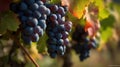 Vineyard in october. Bunches of grapes on branches. Close up, copy space, background. AI Generative