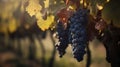 Vineyard in october. Bunches of grapes on branches. Close up, copy space, background. AI Generative