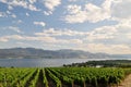 Vineyard by okanagan lake Royalty Free Stock Photo