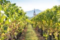 Vineyard with old church in Alsace, France Royalty Free Stock Photo