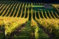 Vineyard with old farm house ruin in the Autumn Royalty Free Stock Photo