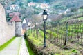 Vineyard with old town on background in Ribeauville, France, Alsace region. Royalty Free Stock Photo