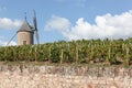 Vineyard with old windmill in Moulin a Vent, Beaujolais Royalty Free Stock Photo