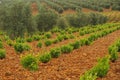 Vineyard in olive grove Royalty Free Stock Photo