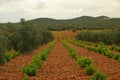 Vineyard in olive grove Royalty Free Stock Photo
