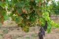 Vineyard one head of vine attacked by pests - leaves dry and damaged Royalty Free Stock Photo