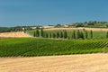 Vineyard in Orcia Valley, Tuscany