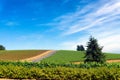 Vineyard in Oregon