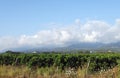 Vineyard in oriental plain of Corsica