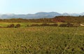 Vineyard in oriental plain of Corsica Royalty Free Stock Photo