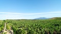 Vineyard in oriental plain of Corsica Royalty Free Stock Photo