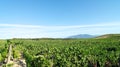 Vineyard in oriental plain of Corsica