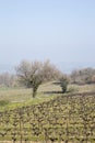 Vineyard outside Bonnieux Village, Provence Royalty Free Stock Photo