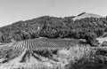 Vineyard outside Santa Rosa California bw Royalty Free Stock Photo