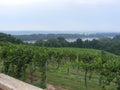 Vineyard overlooking the river