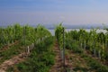 Vineyard in Palava Protected Landscape Area with Nove Mlyny Reservoirs