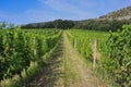 Vineyard in Palava Protected Landscape Area