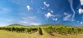 Vineyard panorama Royalty Free Stock Photo