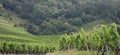 Vineyard panorama Royalty Free Stock Photo