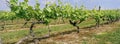 Vineyard Panoramic Cognac France