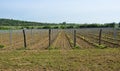 Vineyard part in spring at south moravian