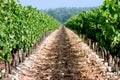 Vineyard Path Royalty Free Stock Photo