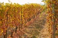 Vineyard path in autumn with yellow and brown leaves, sunlight