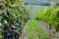 Vineyard Path on a Rainy Day