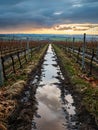 Vineyard Path Reflecting Dramatic Sunset Clouds After Rain Royalty Free Stock Photo