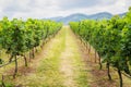 Vineyard pathway and mountain background landscape on hill