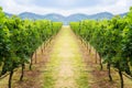 Vineyard pathway and mountain background landscape on hill