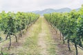 Vineyard pathway and mountain background landscape on hill