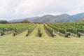 Vineyard pathway and mountain background landscape on hill