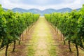 Vineyard pathway and mountain background landscape on hill