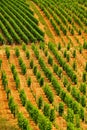 Vineyard patterns, Sancerre, France