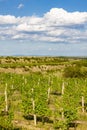 vineyard Peklo in Znojmo Region, Southern Moravia, Czech Republic